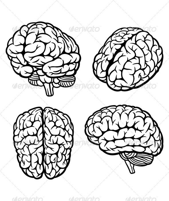 590x700 Human Brain Graphics, Font Logo And Design Art