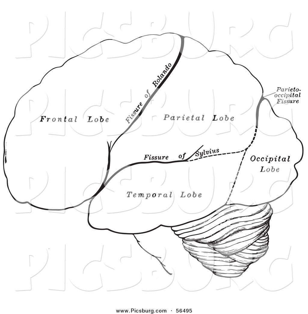 1024x1044 Human Brain Black Amp White Diagram Line Drawing