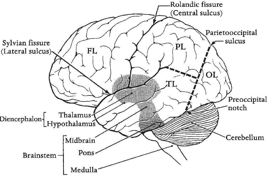 934x612 Human Brain Drawing Easy