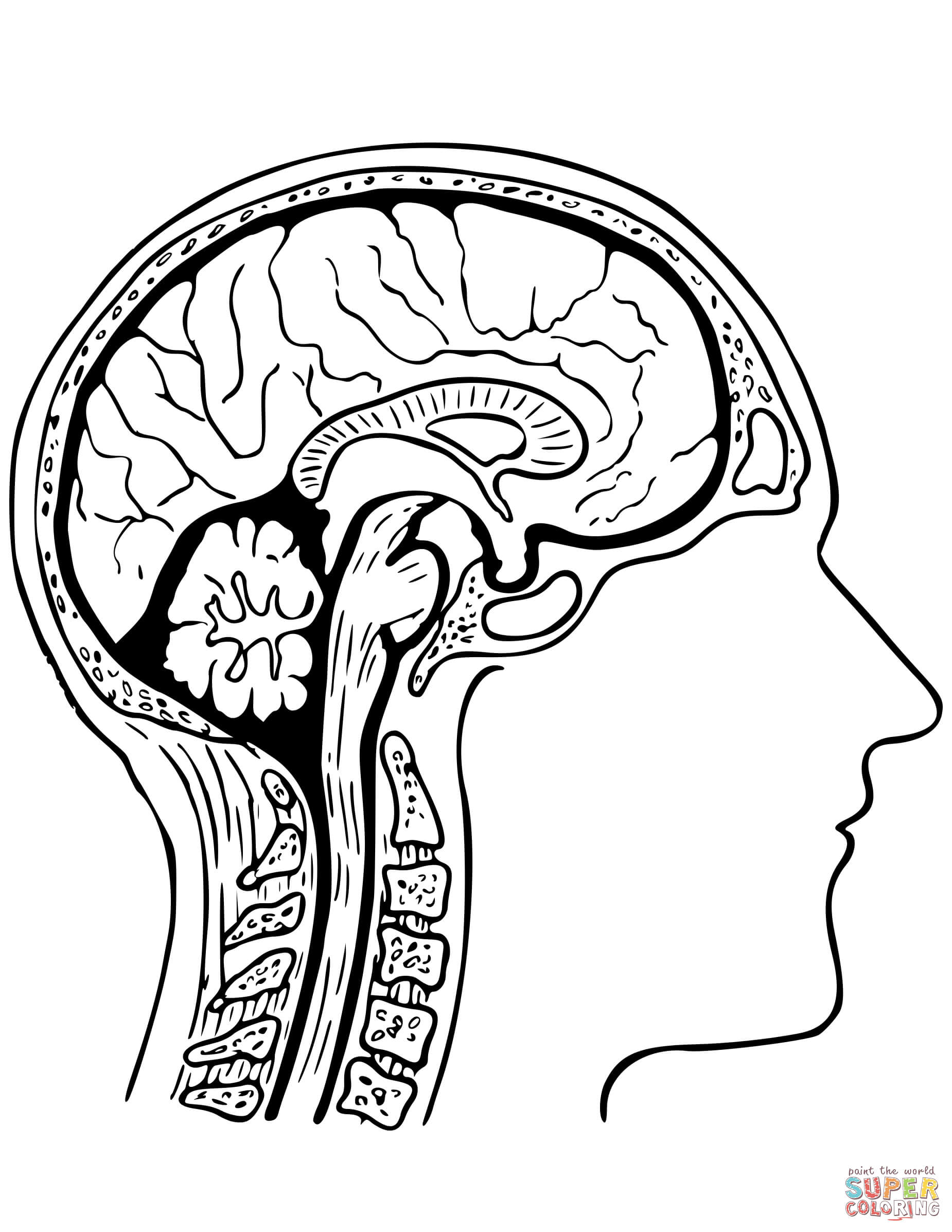 1850x2394 Human Brain Coloring Page Free Printable Coloring Pages