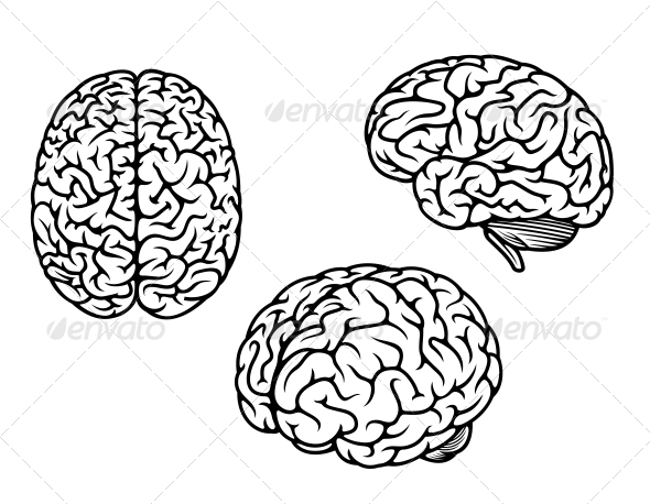 590x458 Human Brain In Three Planes Medical Design, Font Logo And Graphics