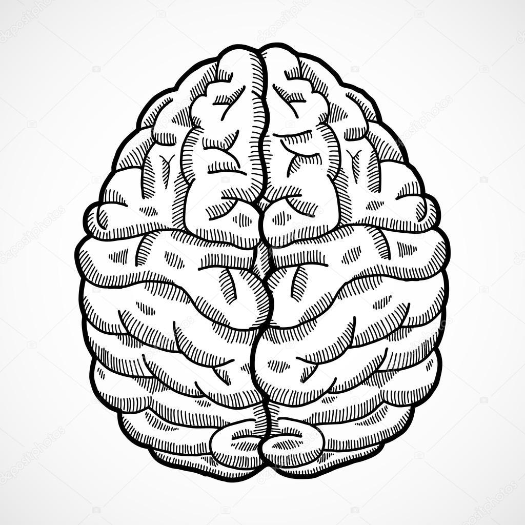 1024x1024 Human Brain Sketch Stock Vector Macrovector
