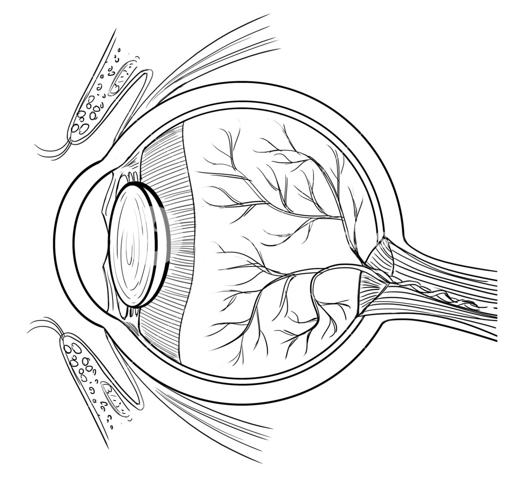 1000x935 Outline Illustration Of The Human Eye Anatomy Royalty Free Stock