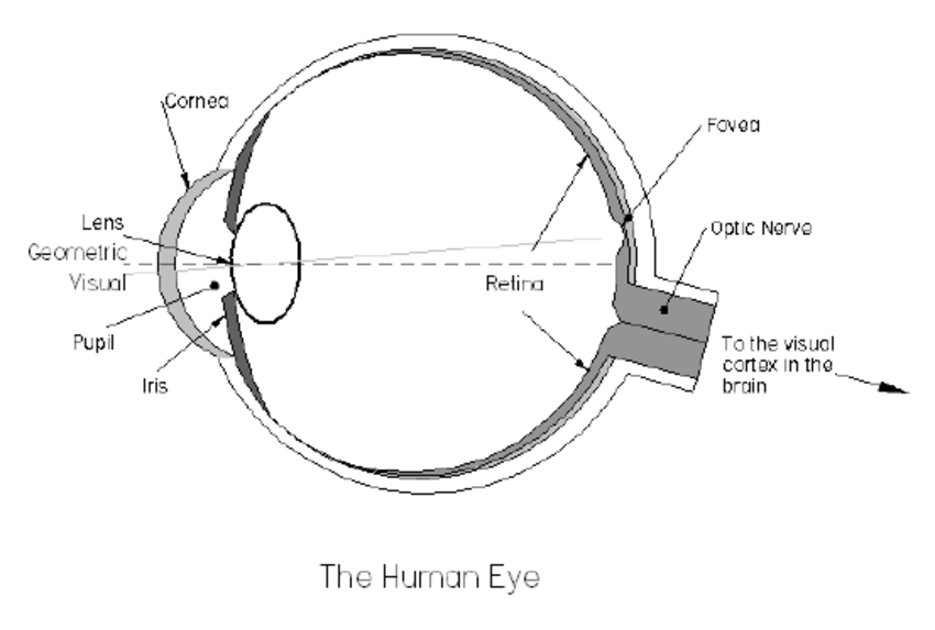 850x573 Diagram Of The Cross Section Through A Human Eye.