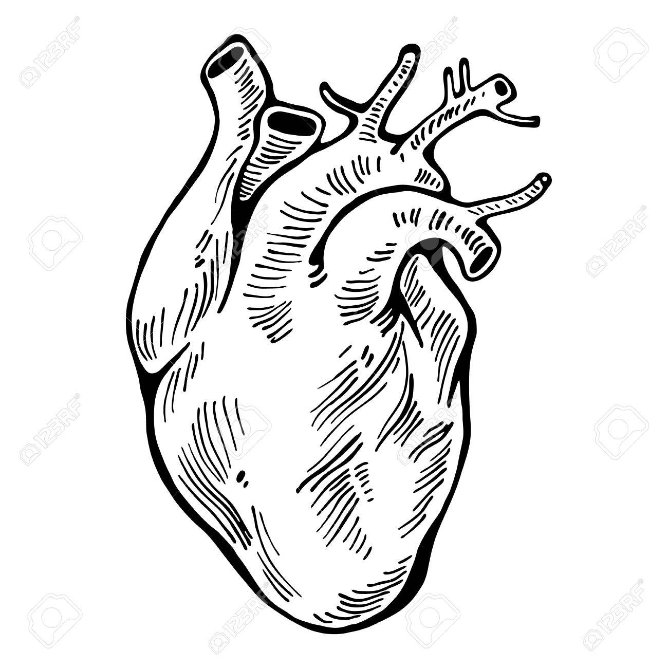 1300x1300 Human Heart Black Line, Tattoo, Organ Vector Illustration Royalty