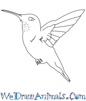 300x350 How To Draw A Rufous Hummingbird