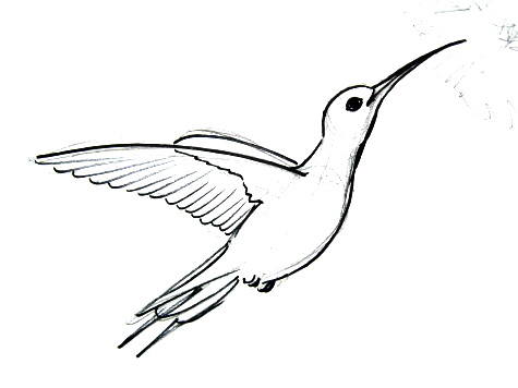 475x356 How To Draw A Hummingbird