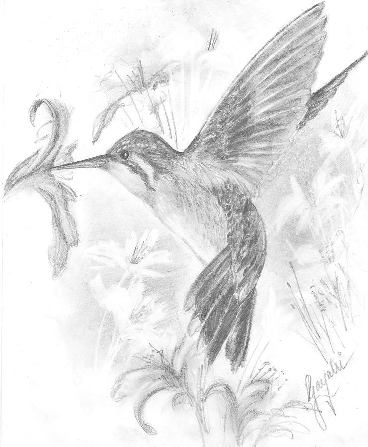 740x900 Humming Bird Drawing By Gayatri Ketharaman