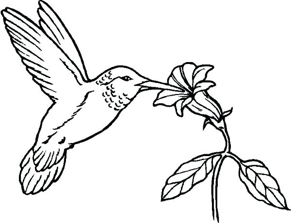 600x460 Hummingbird Coloring Page Humming Birds Coloring For Kids Swallow