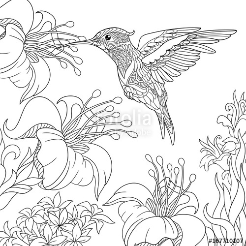 500x500 Coloring Page Of Hummingbird And Hibiscus Flowers. Freehand Sketch