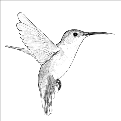 400x400 Hummingbird By Seleb
