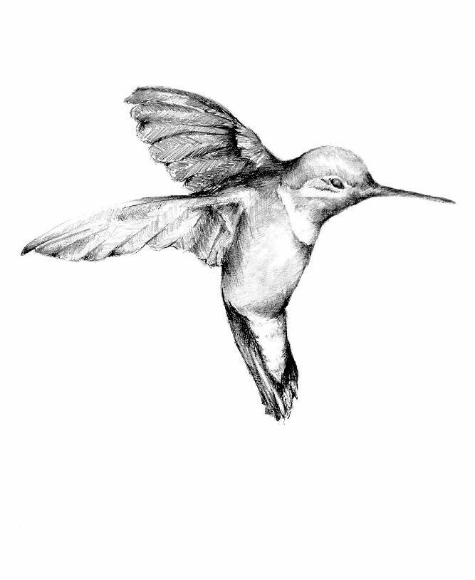 667x814 Realism, Black White And Gray, Drawing, Hummingbird Tattoo