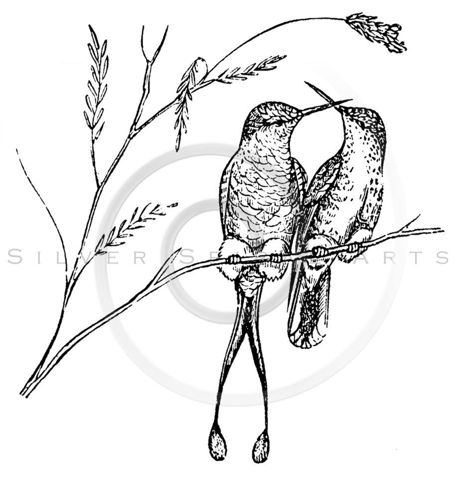 919x960 Royalty Free Stock Vintage Illustrations Photo Keywords Hummingbirds