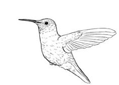 236x169 How To Draw Hummingbird.jpg Birds Of A Feather
