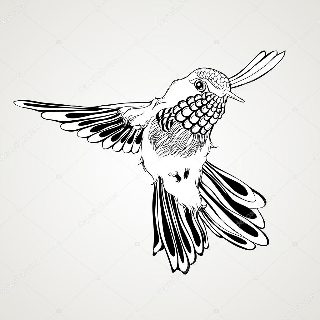 1024x1024 Hand Drawn Flying Humming Bird Vintage Style. Stock Vector Jka