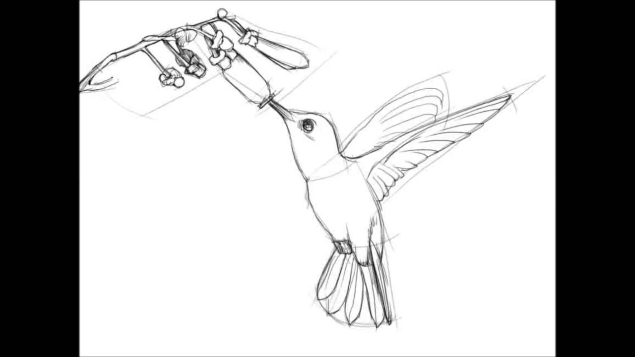 1280x720 How To Draw A Hummingbird