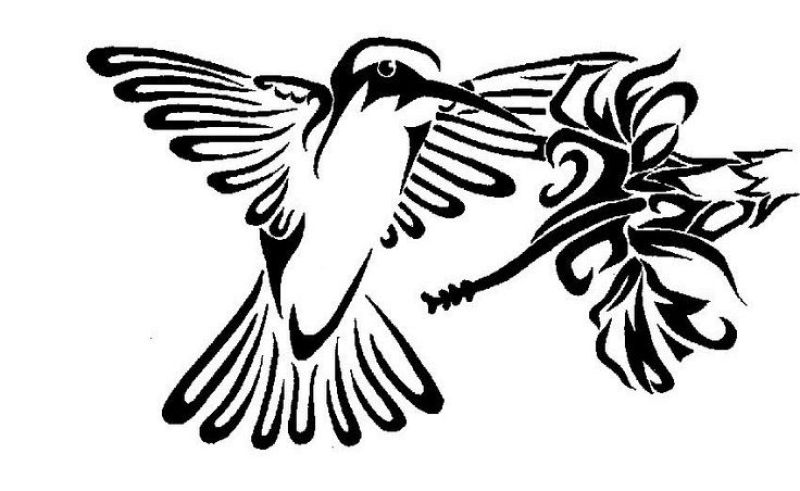 800x491 Drawigs Hummingbird Flower Gardening Flower And Vegetables