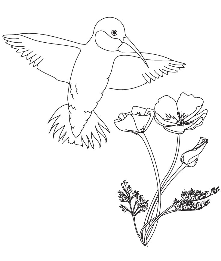 735x869 Hummingbird With Flower Coloring Pages Download Free Hummingbird