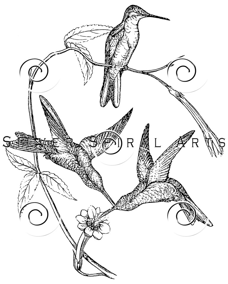 771x960 Royalty Free Stock Vintage Illustrations Photo Keywords Hummingbirds