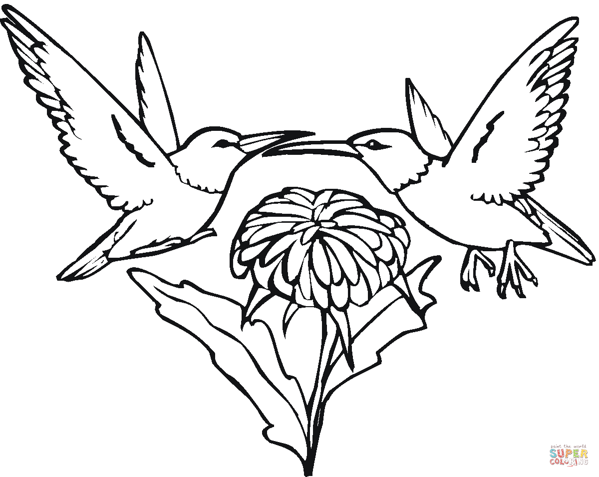 1200x955 Two Hummingbirds And Flower Coloring Page Free Printable