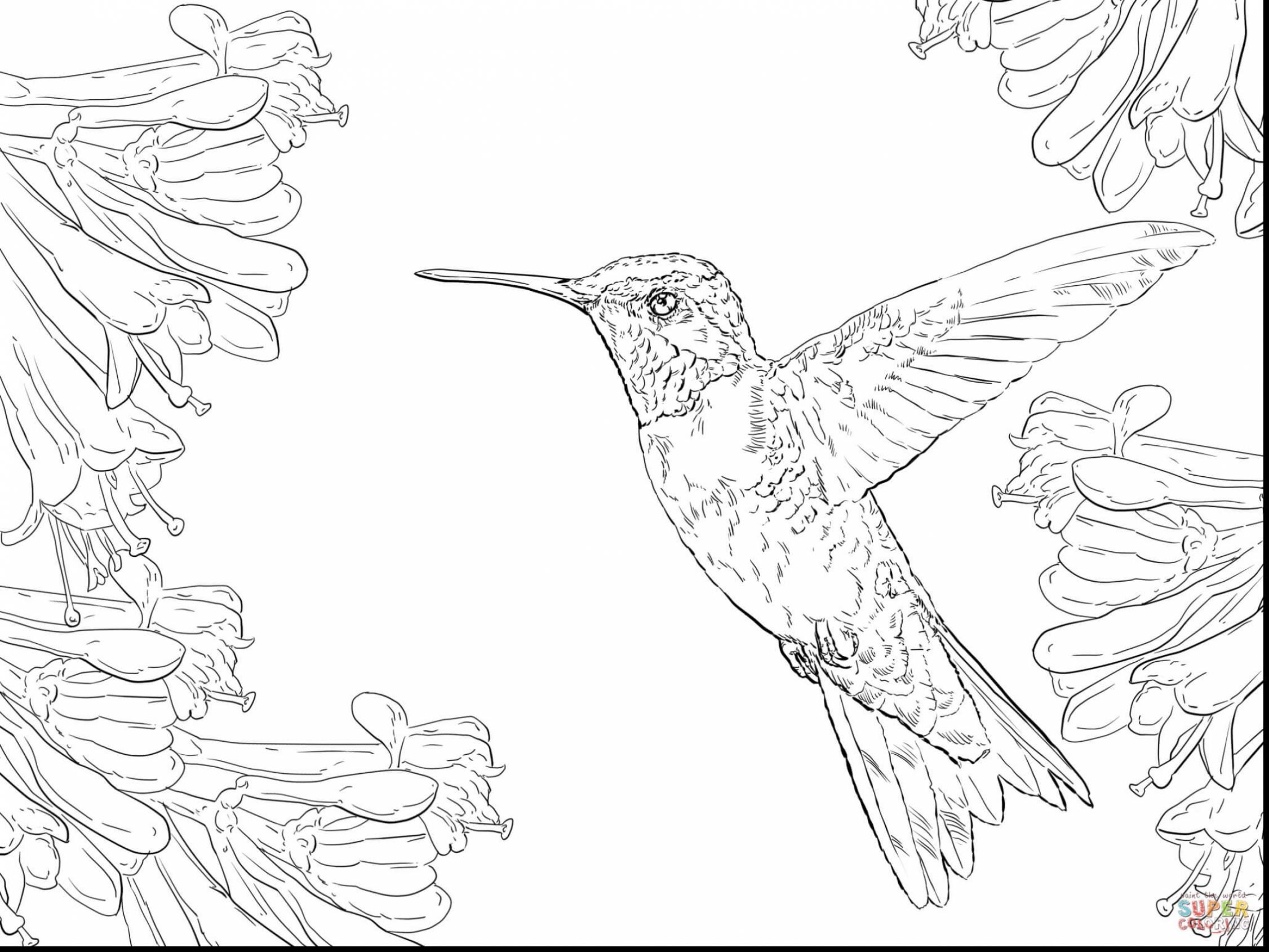 2252x1689 Hummingbird Animal Planet Free Draw To Color