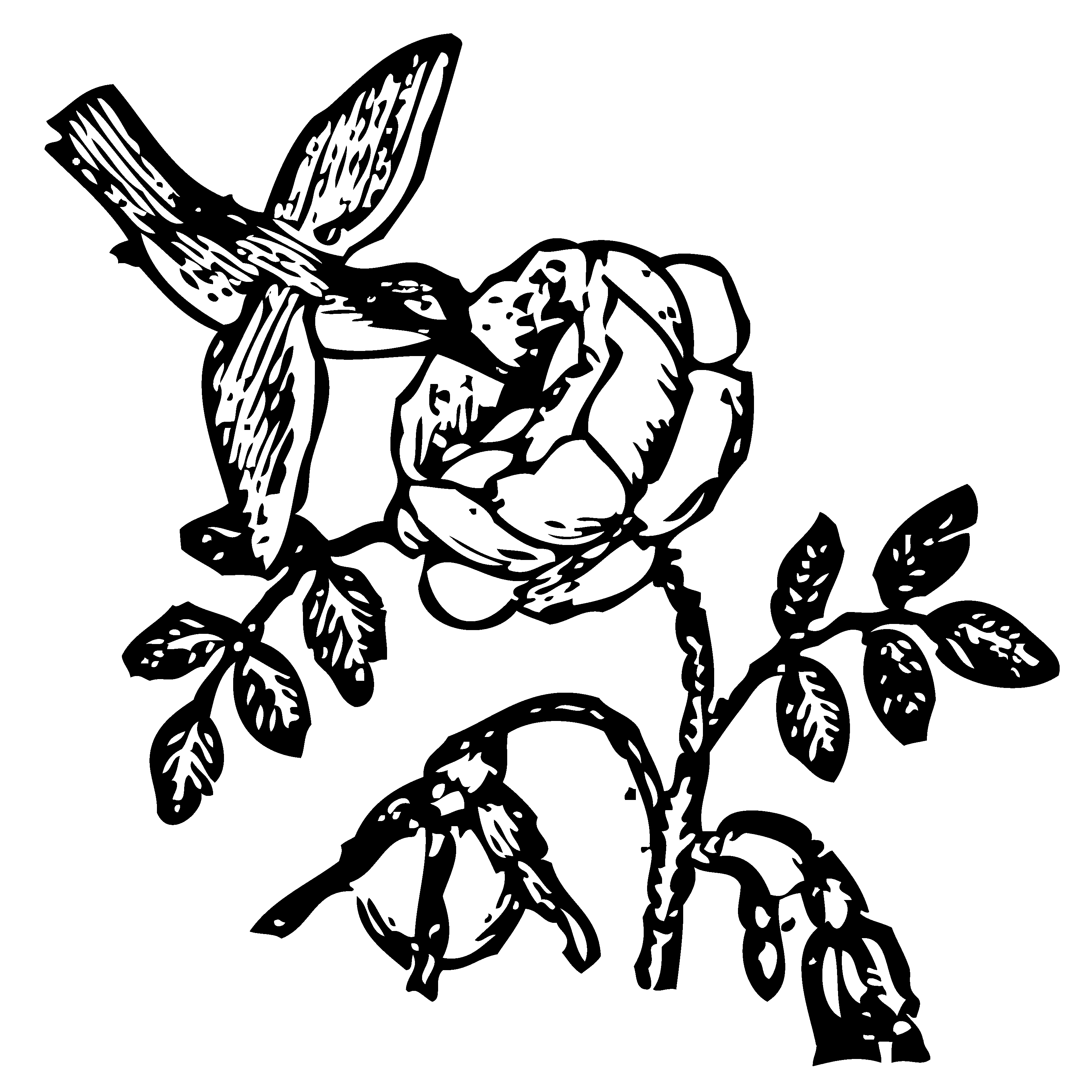 3208x3208 Bowen Mother Goose Hummingbird