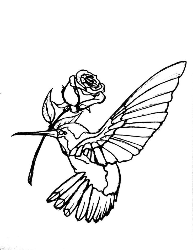736x952 Collection Of Hummingbird With Flower Tattoo Design