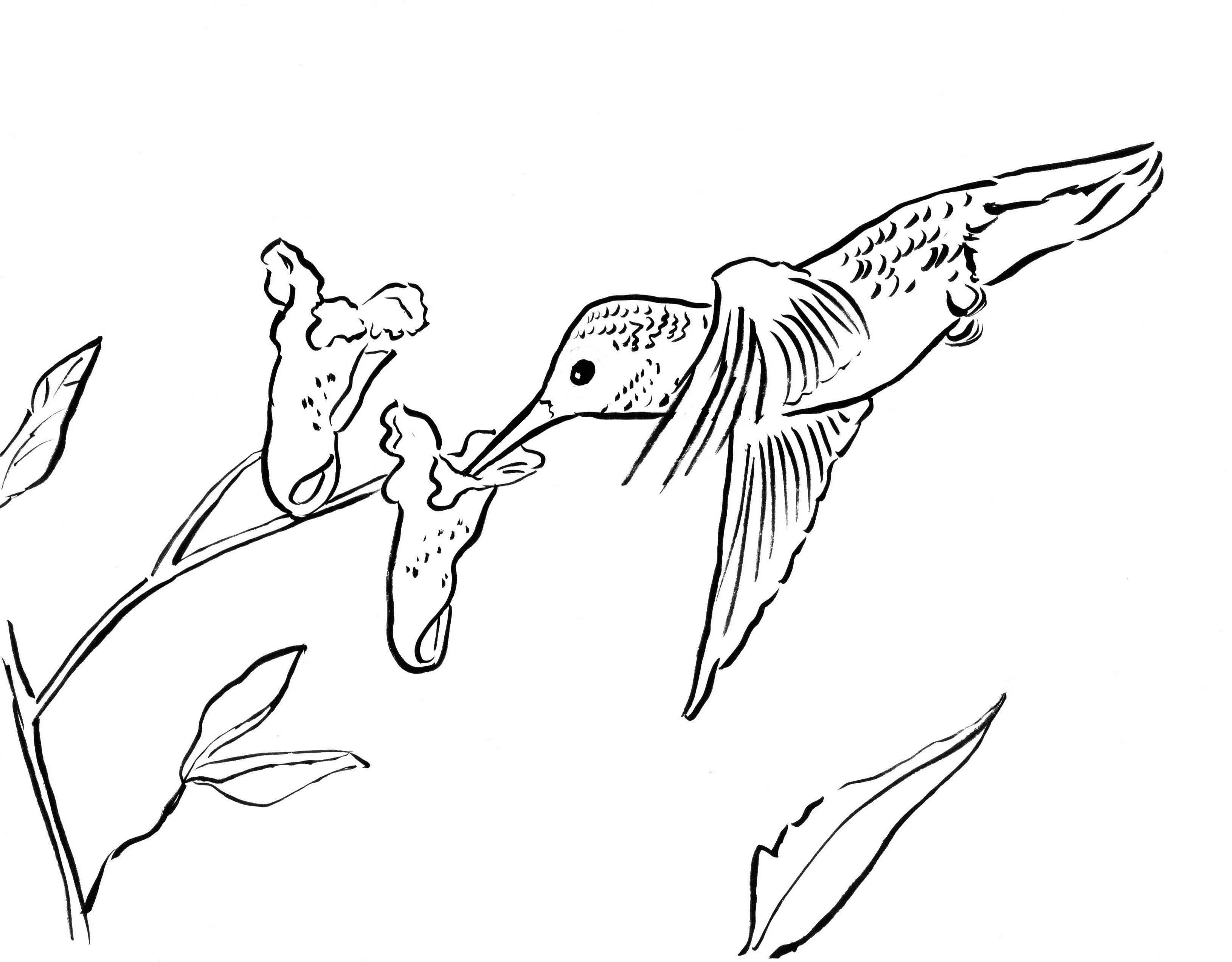 3258x2545 Hummingbird Coloring Page