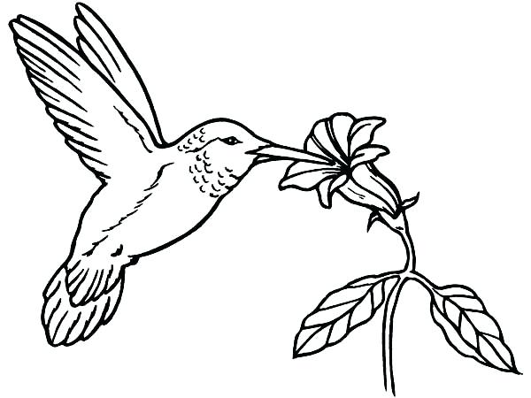Coloring Pages Hummingbirds 9