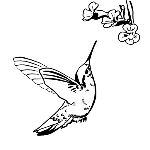 512x512 Hummingbird Pictures Logo