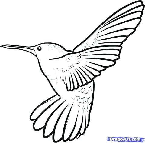 480x472 Minimalist Hummingbird Coloring Pages Print Best Colors Ideas