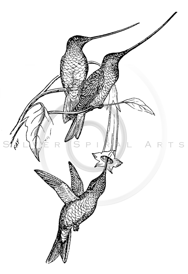 659x960 Royalty Free Stock Vintage Illustrations Photo Keywords Hummingbirds