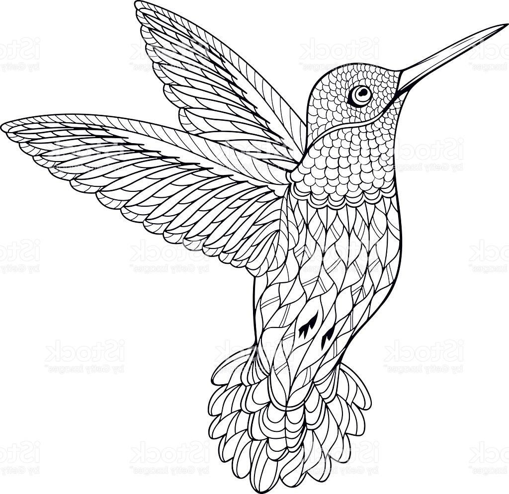 1024x994 Top Coloring Page Hummingbird Vector Pictures