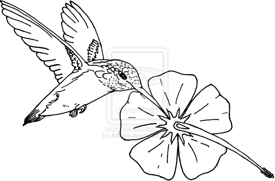 900x595 Drawn Hummingbird Hibiscus