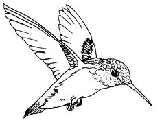 236x188 Free Hummingbird Clip Art Image