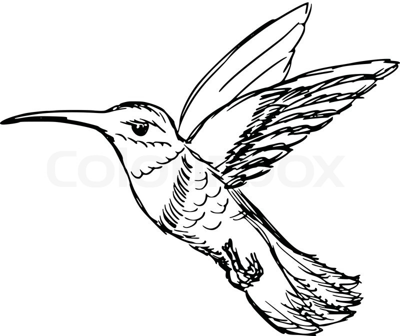 800x672 Hand Drawn, Sketch, Cartoon Illustration Of Hummingbird Stock