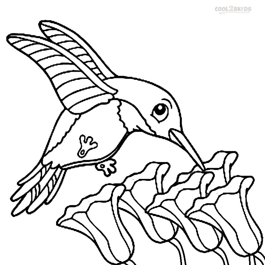 850x850 Printable Hummingbird Coloring Pages For Kids Cool2bkids