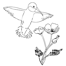 230x230 Top 10 Hummingbird Coloring Pages For Your Toddler