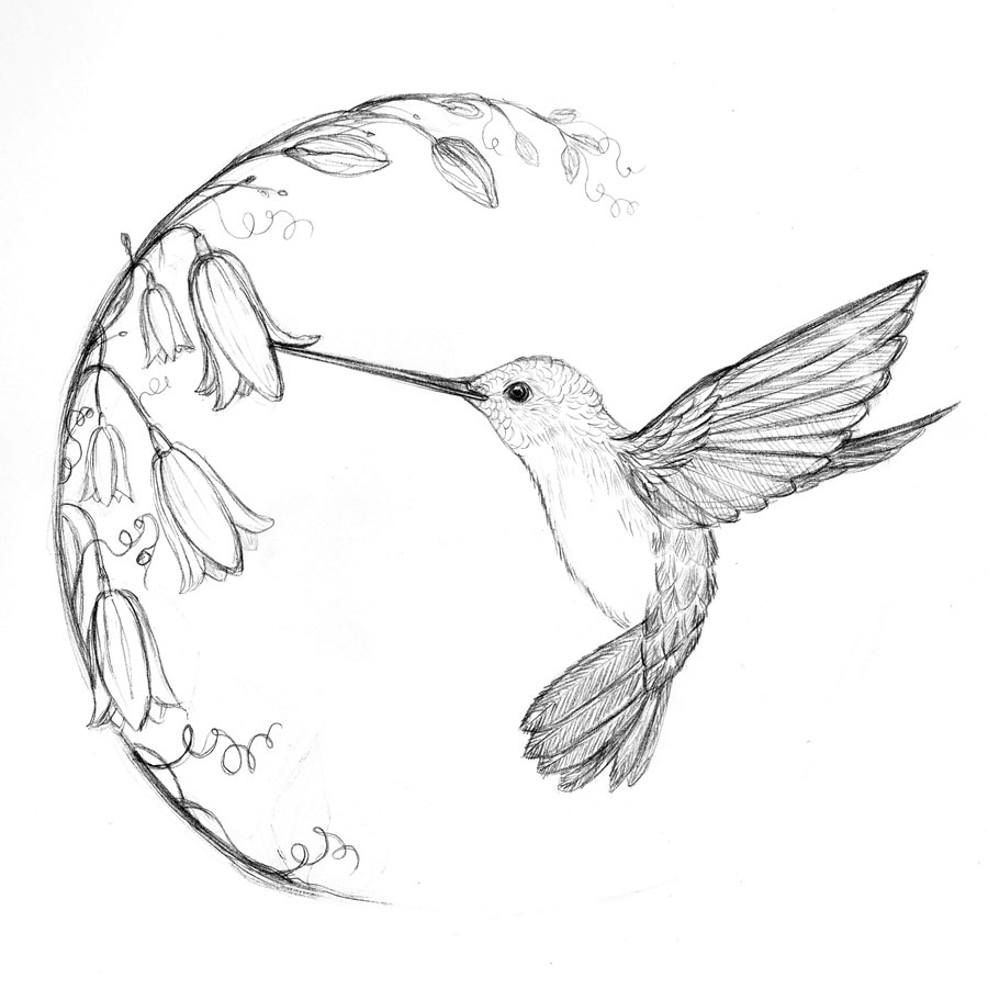 900x911 Simple Hummingbird Sketch