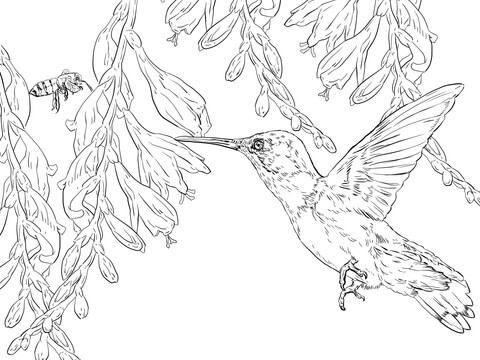 480x360 Bee Hummingbird Coloring Page Free Printable Coloring Pages