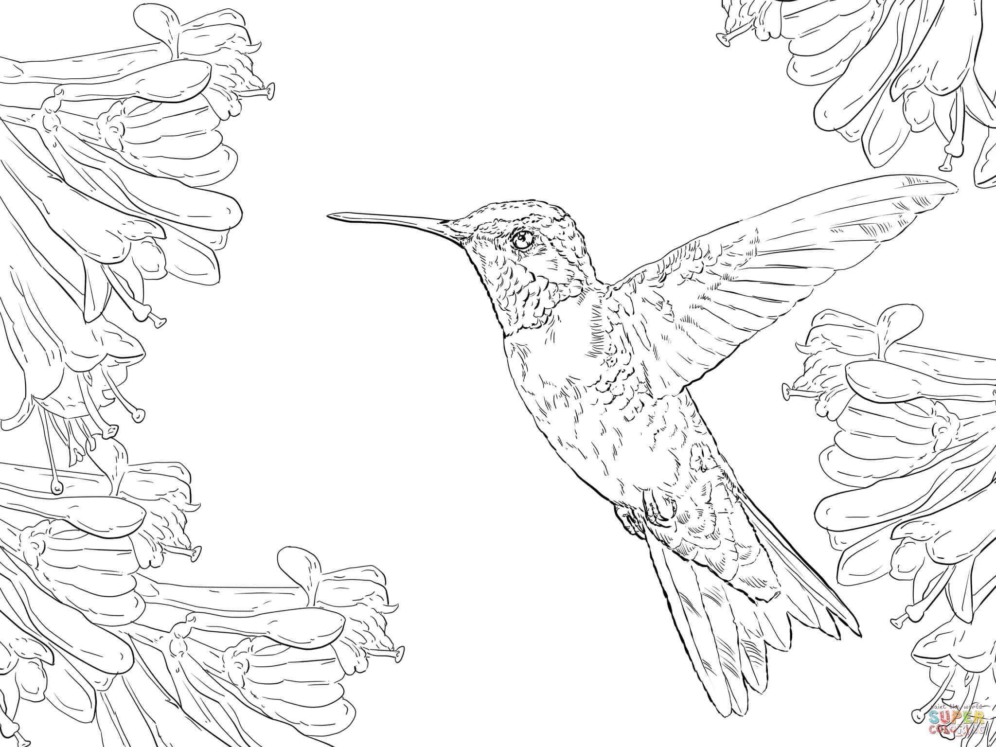 2048x1536 Hummingbird Adult Coloring Page Beautiful Printable For Kids Free