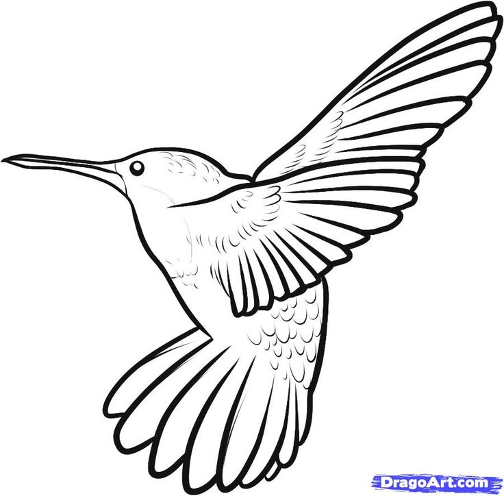 736x724 Hummingbird Cartoon Images