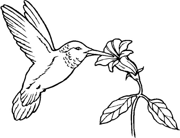 600x460 Hummingbird Flying Coloring Page