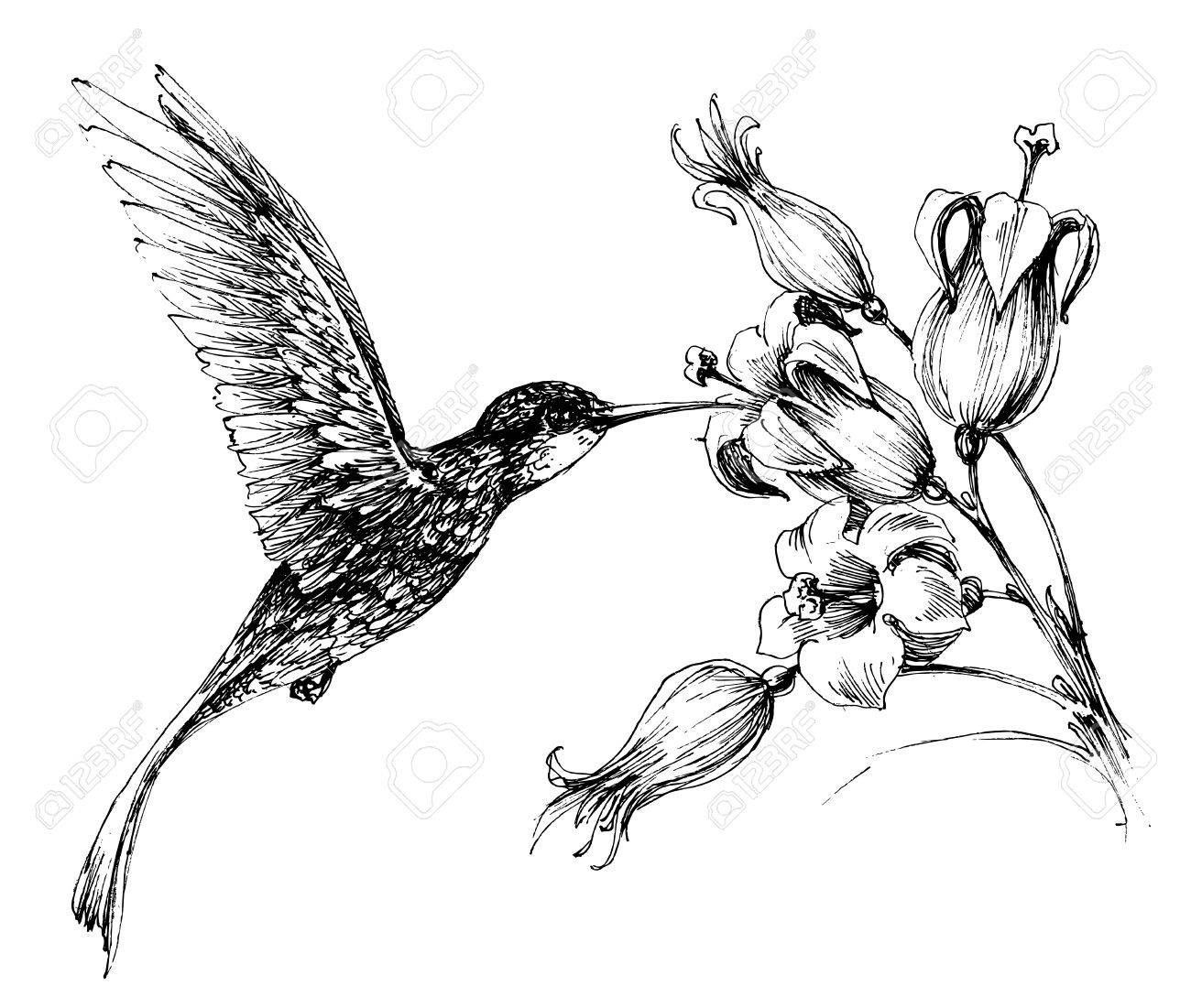 1300x1101 Hummingbird In Flight Drawing Royalty Free Cliparts, Vectors,