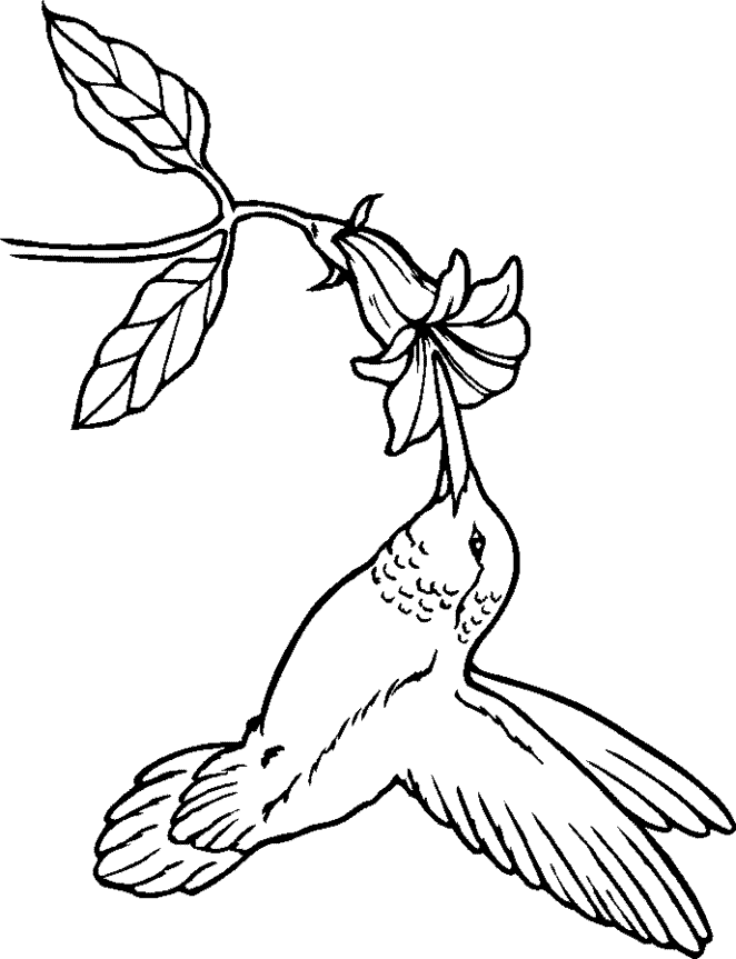 662x863 Hummingbird Coloring Page