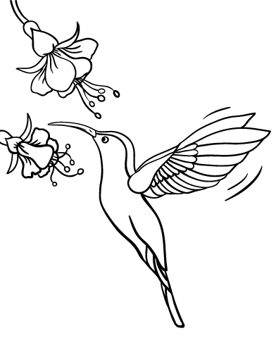 392x507 Printable Hummingbird Coloring Page. Free Pdf Download