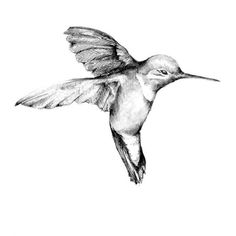236x236 Pencil drawings of hummingbirds Pencil Drawings Of Hummingbirds