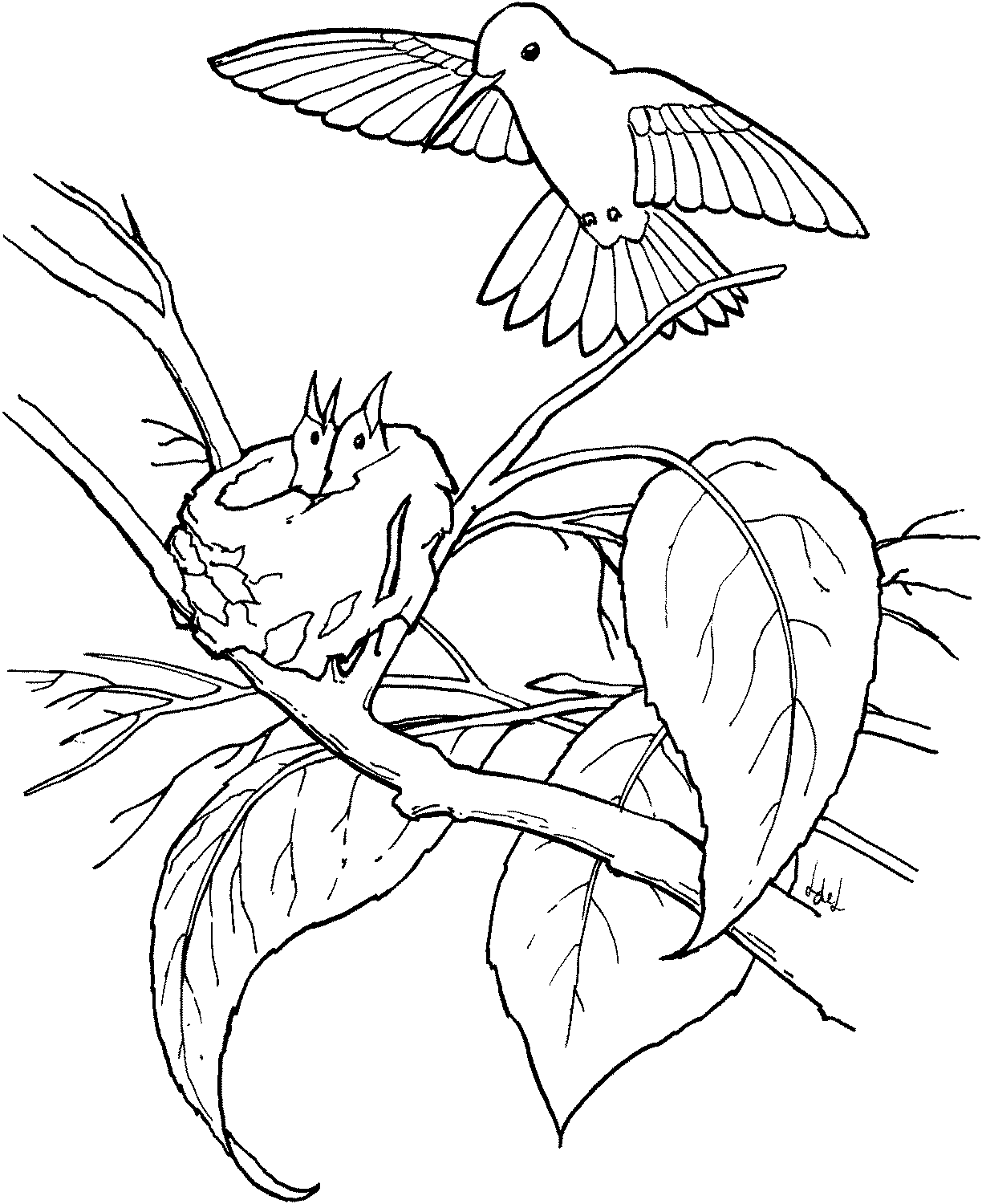 1224x1500 Free Printable Hummingbird Coloring Pages For Kids