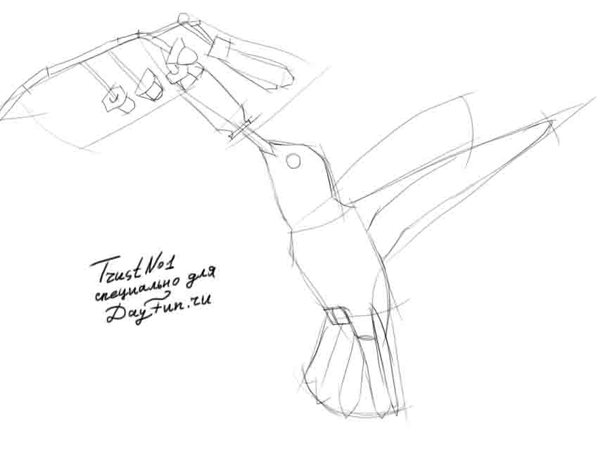 867x650 How To Draw A Hummingbird Step By Step