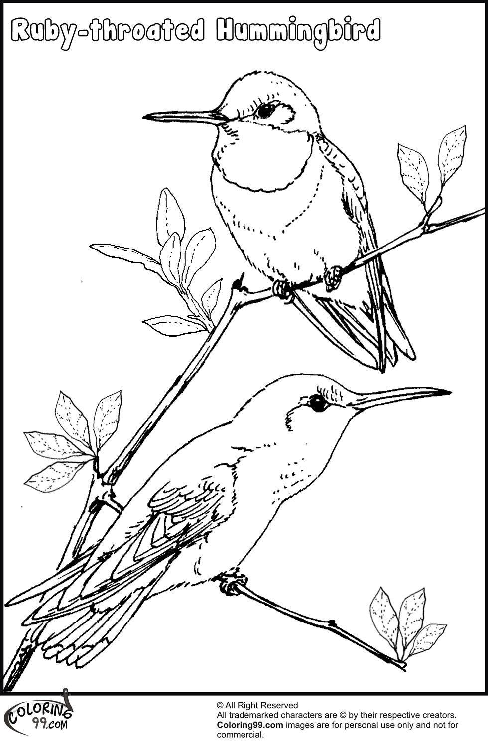 980x1500 Hummingbird Coloring Pages Minister Coloring
